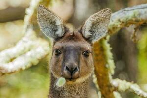 Western Grey Kangaroo photo