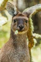 Western Grey Kangaroo photo