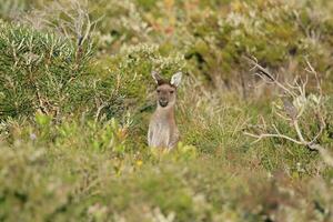 Western Grey Kangaroo photo