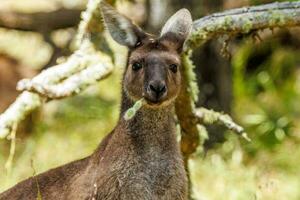 Western Grey Kangaroo photo