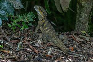 Water Dragon in Australia photo