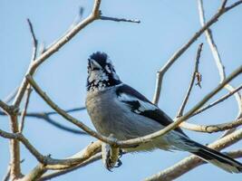 White-eared Monarch in Australia photo