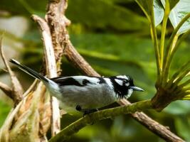 White-eared Monarch in Australia photo