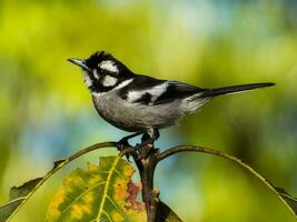 White-eared Monarch in Australia photo