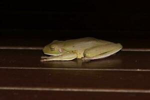 White-lipped Frog in Australia photo