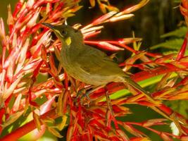 Yellow-spotted Honeyeater in Australia photo