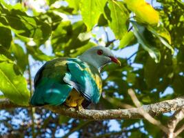 Wompoo Fruit-Dove in Australia photo