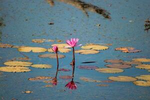 Water Hyacinth at Angkor Wat, Cambodia photo