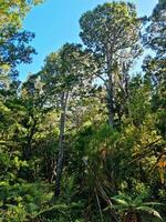 Queensland selva Australia foto