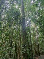 Malanda Rainforest, Queensland Australia photo