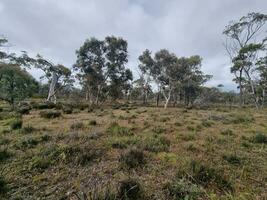 Australian Outback Wilderness photo