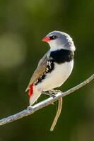 Diamond Firetail in Australia photo