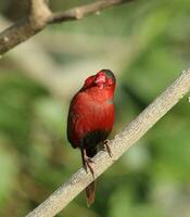 Crimson Finch in Australia photo
