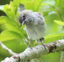 Grey Warbler in New Zealand photo