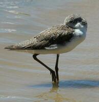 común greenshank en Australia foto