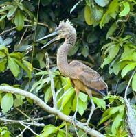 Juvenile Great Billed Heron in Australia photo