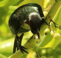 Metallic Starling in Australia photo