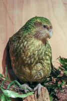 kakapo loro en nuevo Zelanda foto