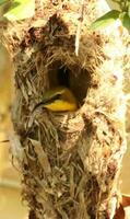 Olive-backed Sunbird in Australia photo