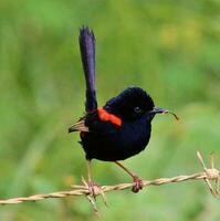 Red-backed Fairywren in Australia photo