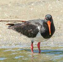 Pied Oystercatcher in Australia photo