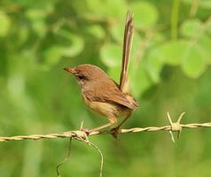 Red-backed Fairywren in Australia photo