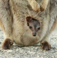 rock Wallaby en Australia foto