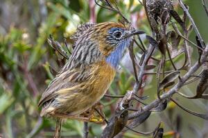 Southern Emu-wren in Australia photo