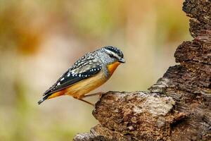 Spotted Pardalote in Australia photo