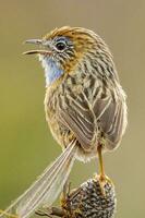 Southern Emu-wren in Australia photo