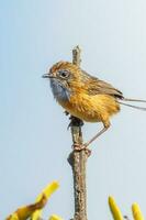Southern Emu-wren in Australia photo