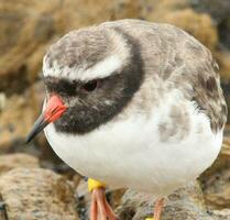 Shore Plover in New Zealand photo