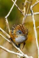 Southern Emu-wren in Australia photo