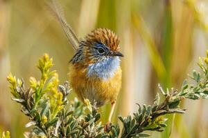 Southern Emu-wren in Australia photo