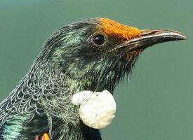 Tui Honeyeater in New Zealand photo