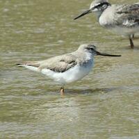 Terek Sandpiper in Australasia photo