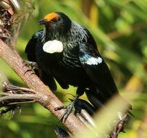 tui pájaro azucar en nuevo Zelanda foto