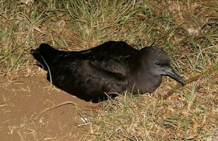 Wedge-tailed Shearwater in Australia photo