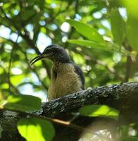 Victoria's Riflebird in Australia photo