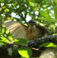 Victoria's Riflebird in Australia photo