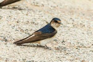 Tree Martin in Australia photo