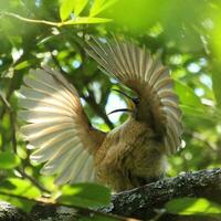 Victoria's Riflebird in Australia photo