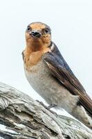 Bienvenido golondrina en Australia foto