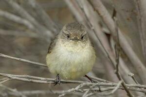 Western Thornbill in Australia photo