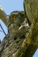 Tawny Frogmouth in Australia photo