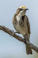 Tawny-crowned Honeyeater in Australia photo