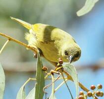 Yellow Honeyeater in Australia photo