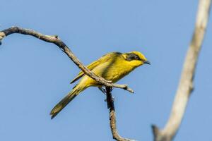 penacho amarillo pájaro azucar en Australia foto