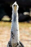 White-necked Heron in Australia photo
