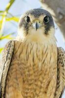 Australian Hobby in Australia photo